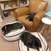 3pugs2babies
